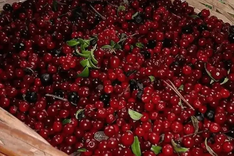 Свежесобранная брусника в корзине Свежесобранная брусника в корзине